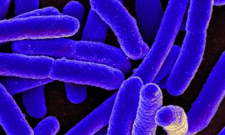 Alvarlegar sýkingar hjá börnum af völdum E. coli baktería