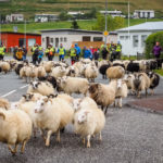 Hobbýbændur í Ólafsfirði óska eftir samstarfi við Fjallabyggð