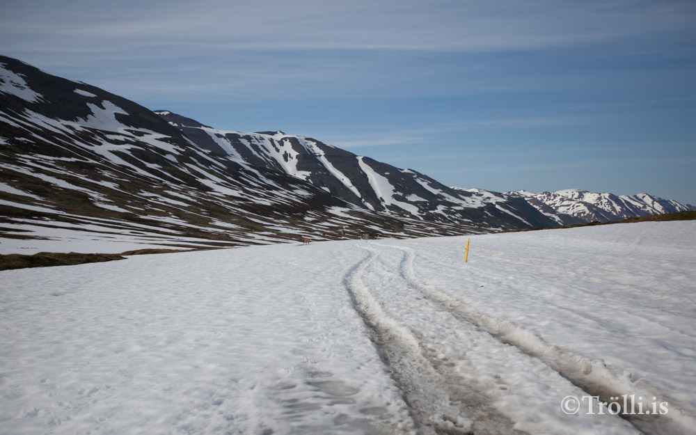 Fjarðargangan haldin á Lágheiði