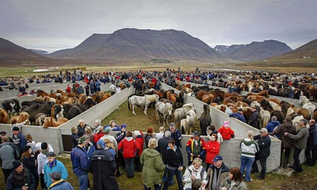 Takmörkun á aðgengi að Laufskálarétt