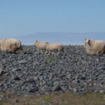 Reglur um sölu á lömbum með verndandi arfgerðir