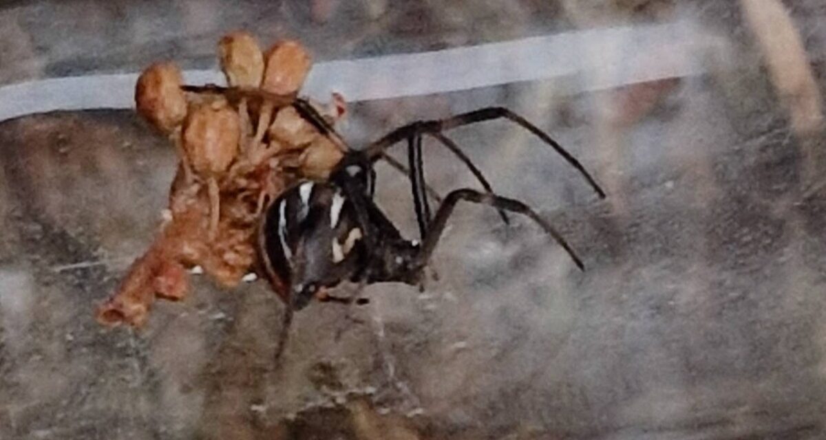 Fengu Northern Black widow könguló í kaupbæti með vínberjunum