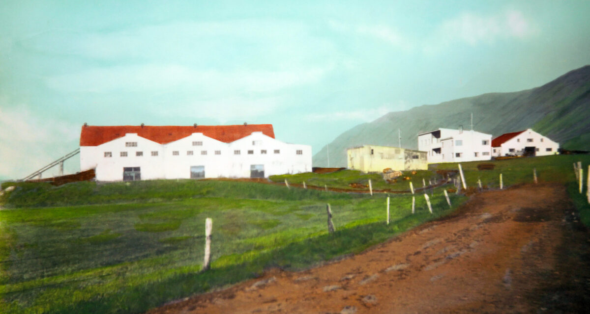 Hóls kúabúið & Mjólkursamsala Siglufjarðar! 25 myndir