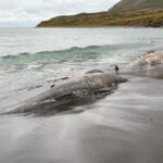Hvalreki í Héðinsfirði