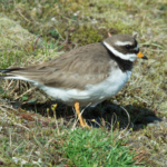 Fuglalíf í Héðinsfirði í sumar