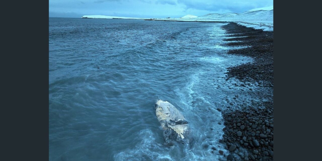 Halldór bóndi á Molastöðum deilir vídeó af hvalreka