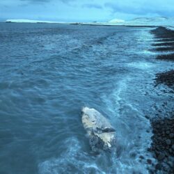 Halldór bóndi á Molastöðum deilir vídeó af hvalreka New Project (14)