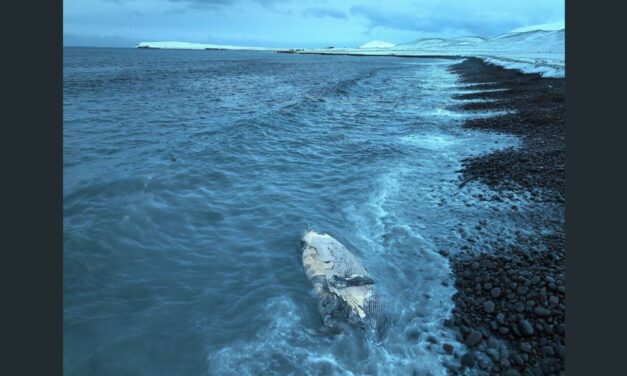 Halldór bóndi á Molastöðum deilir vídeó af hvalreka