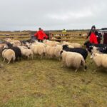 Göngur og réttir gengu vel í Dalvíkurbyggð