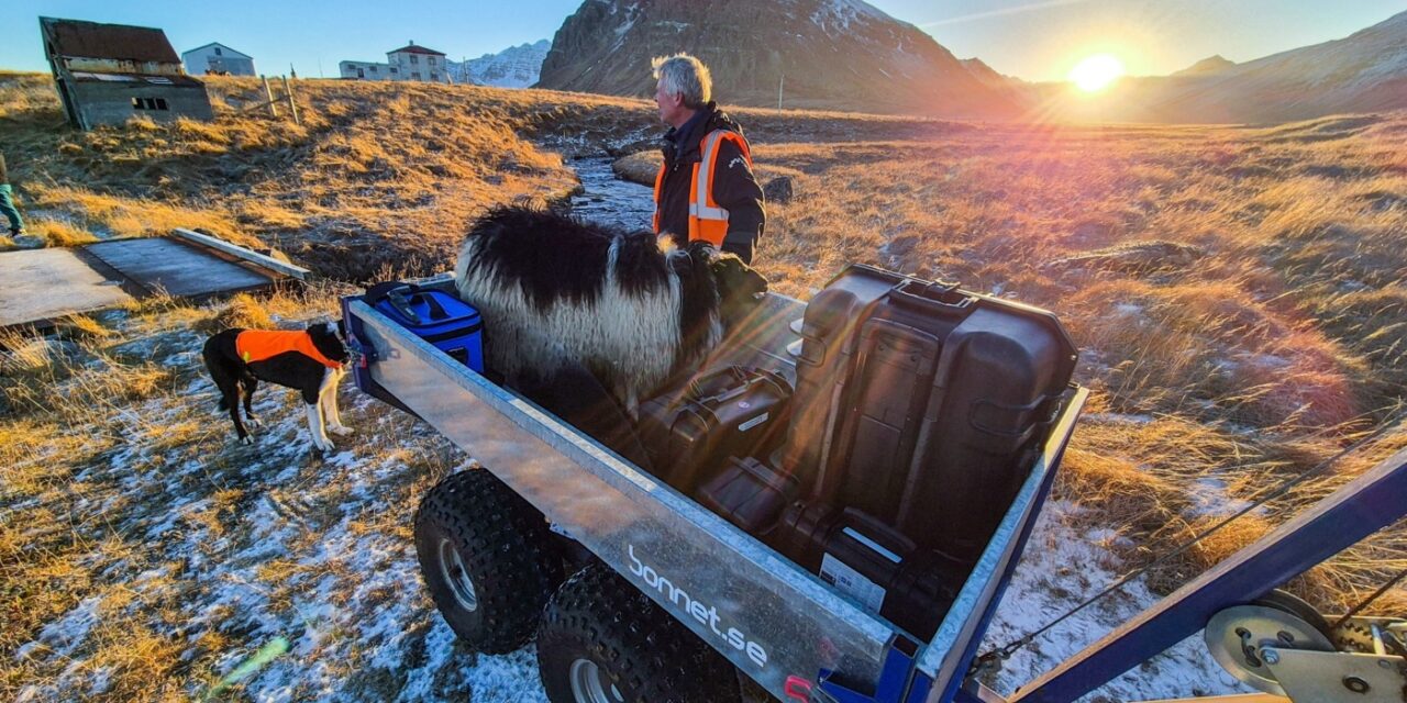 Sauðfé sótt út á Siglunes – Myndir