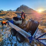 Sauðfé sótt út á Siglunes – Myndir