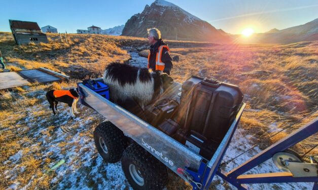 Sauðfé sótt út á Siglunes – Myndir