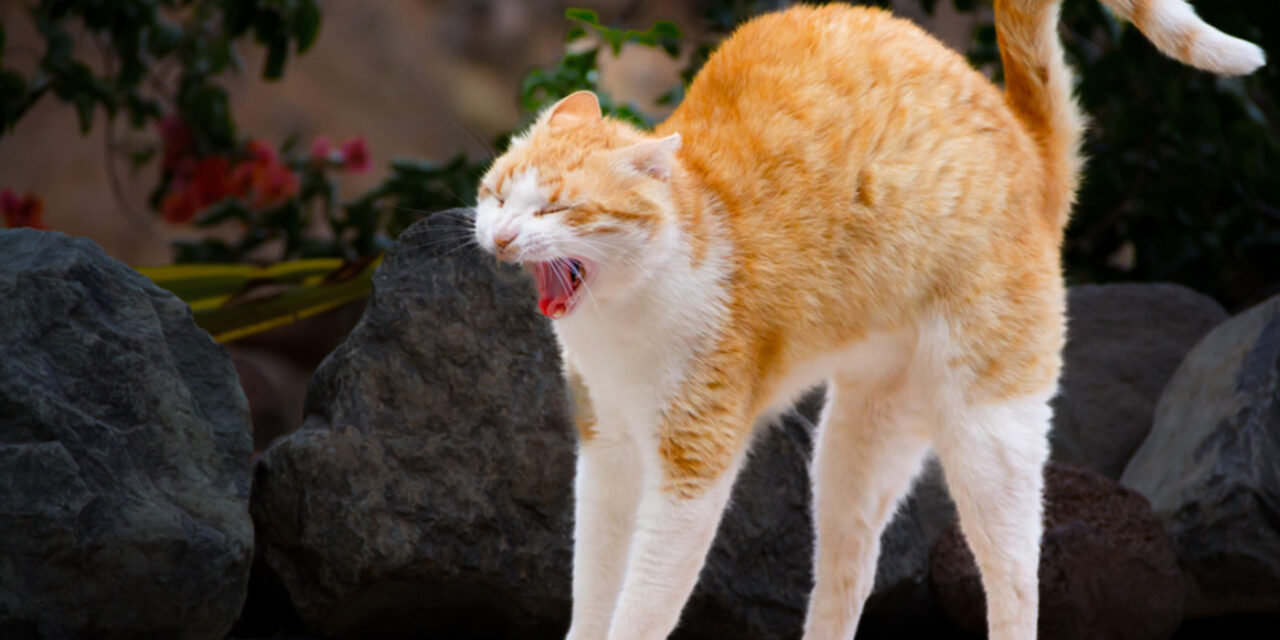 Flugeldar geta valdið dýrum miklum ótta og jafnvel ofsahræðslu