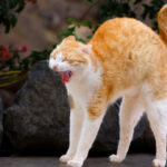 Flugeldar geta valdið dýrum miklum ótta og jafnvel ofsahræðslu