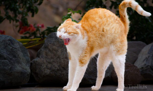 Flugeldar geta valdið dýrum miklum ótta og jafnvel ofsahræðslu