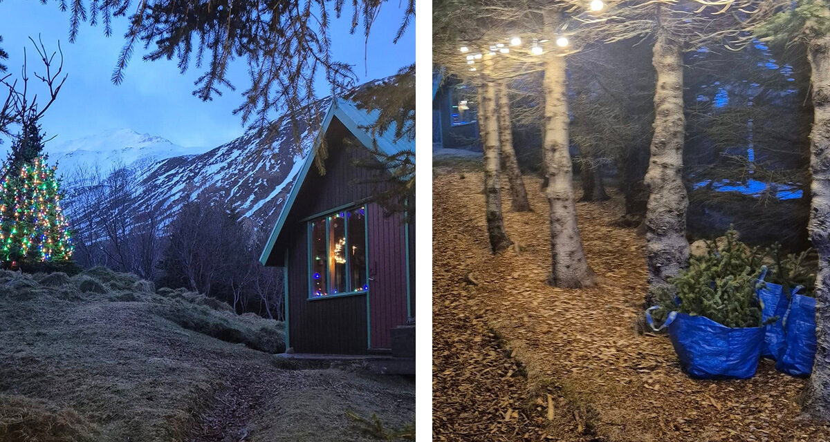 Jólastemning í Skógræktinni á Siglufirði í dag