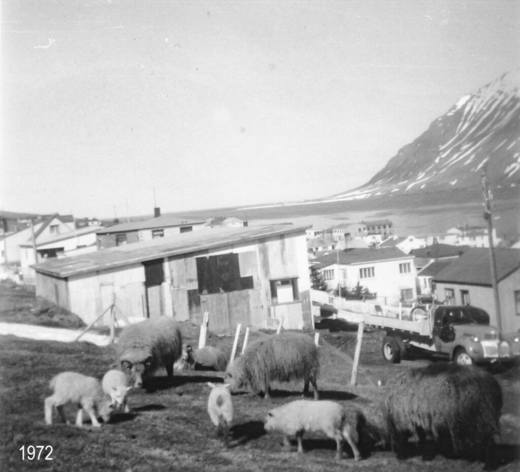Fjárhús og kindur á beit á Bretatúninu 1972. Ljósmyndari: E. Vilborg Jónsdóttir.