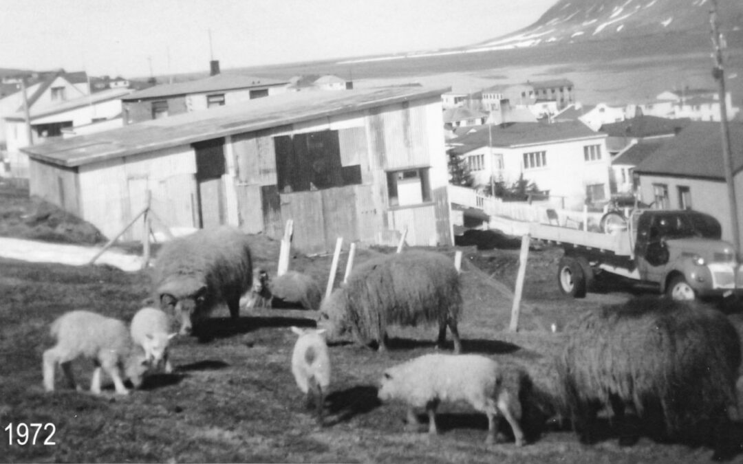 Rollur handteknar með lögregluvaldi!