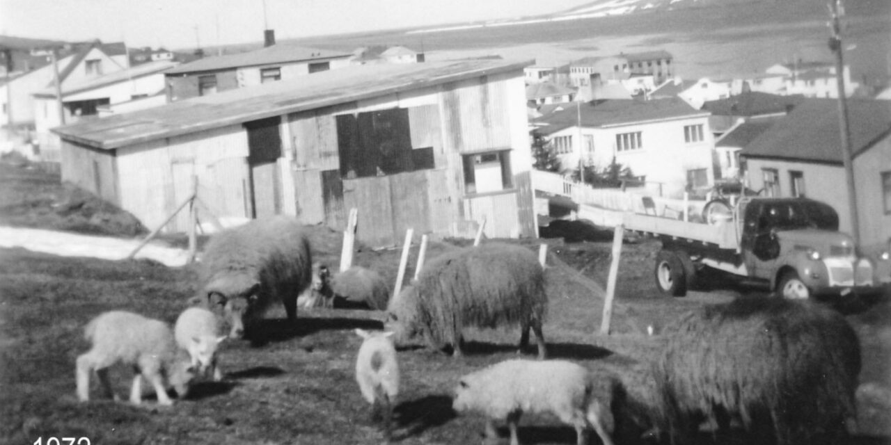 Rollur handteknar með lögregluvaldi!