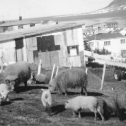 Siglufjörður. Bretatún 1972