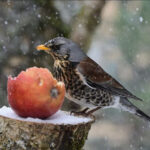 Garðfuglahelgi 2026 – Talning garðfugla