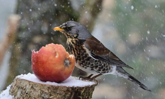 Garðfuglahelgi 2026 – Talning garðfugla