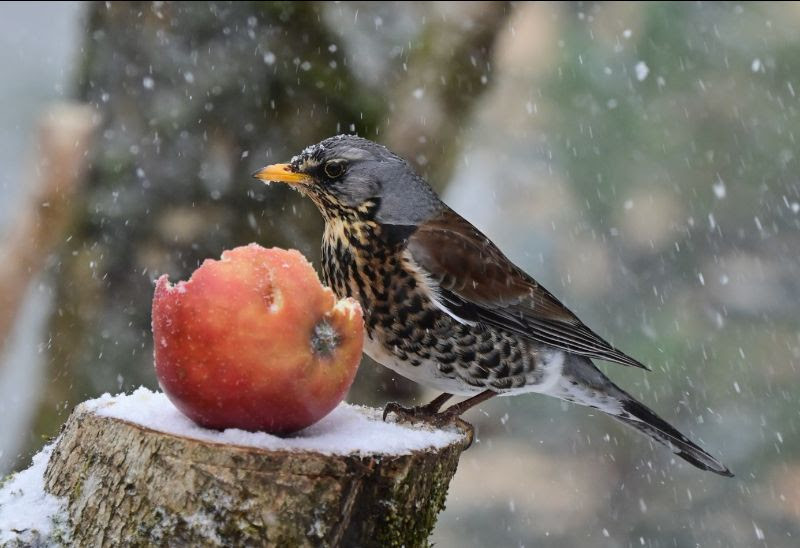 Garðfuglahelgi 2026 – Talning garðfugla