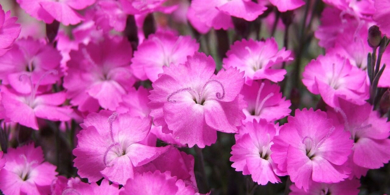 Blómasala KF fyrir konudaginn, heimsent um Fjallabyggð