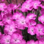 Blómasala KF fyrir konudaginn, heimsent um Fjallabyggð