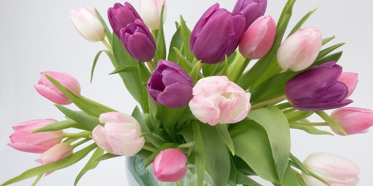 Kiwanis Skjöldur býður upp á blómasölu á konudaginn. Selt í Ólafsfirði og á Siglufirði