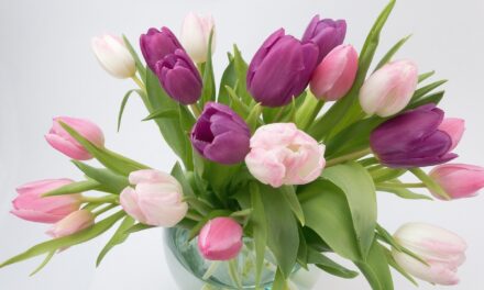 Kiwanis Skjöldur býður upp á blómasölu á konudaginn. Selt í Ólafsfirði og á Siglufirði