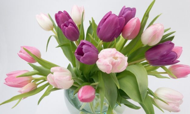 Kiwanis Skjöldur býður upp á blómasölu á konudaginn. Selt í Ólafsfirði og á Siglufirði