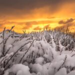 Breytingar á styrkjum úr sjúkrasjóði Einingar- Iðju