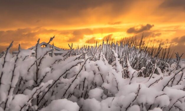 Breytingar á styrkjum úr sjúkrasjóði Einingar- Iðju