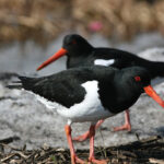 Fyrstu farfuglarnir farnir að láta sjá sig í Siglufirði