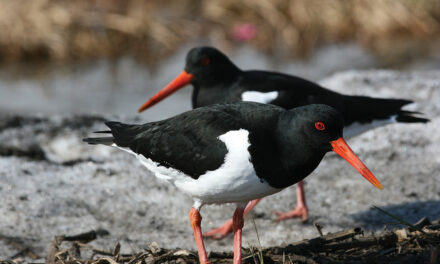 Fyrstu farfuglarnir farnir að láta sjá sig í Siglufirði